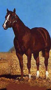 2013 HOF Horse - Two Eyed Jack