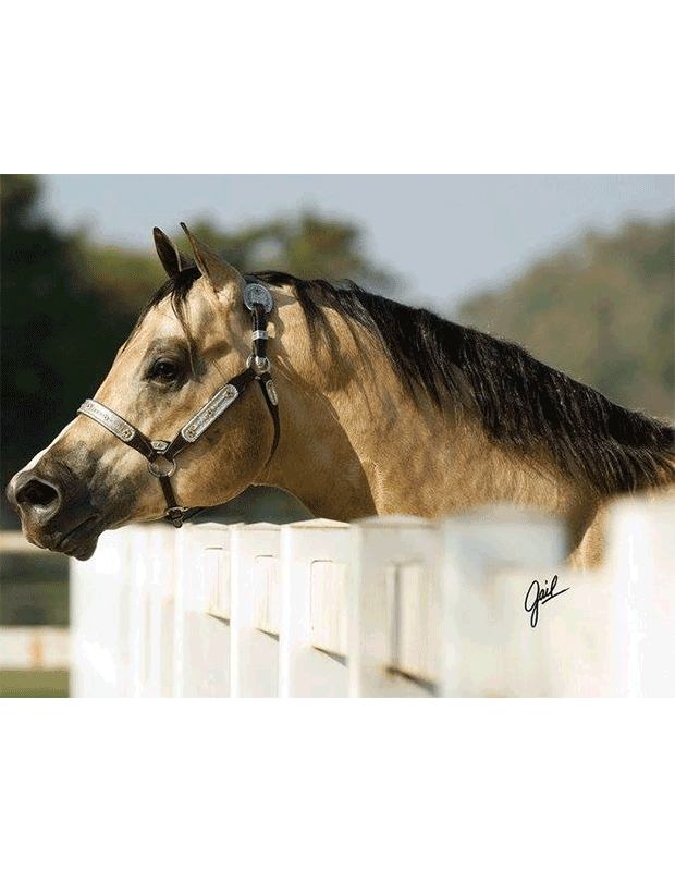 Look In Touchable KIDSLOOKINTOUCHABLE – World Conformation Horse Association