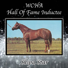 <strong>Skipa Star</strong>